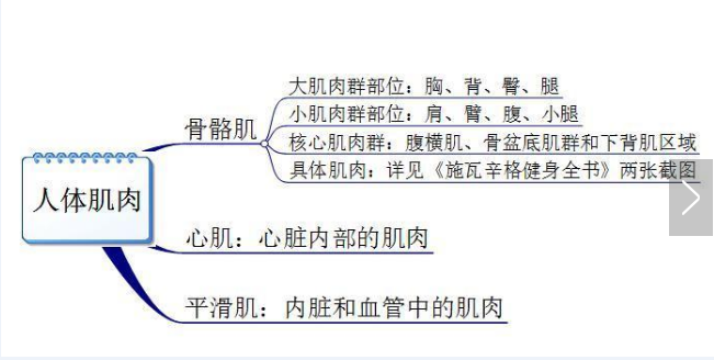 你真的認(rèn)識(shí)你身體的肌肉嗎？